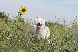 SIBERIAN HUSKY 081